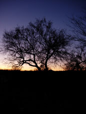 dawn at rancho de la osa