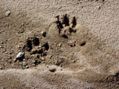 mountain lion tracks